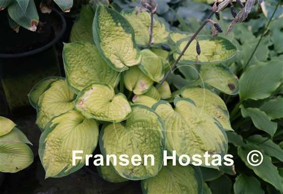 Hosta Lucy Vitols